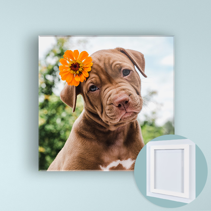 12x12 Acrylic Print (square)